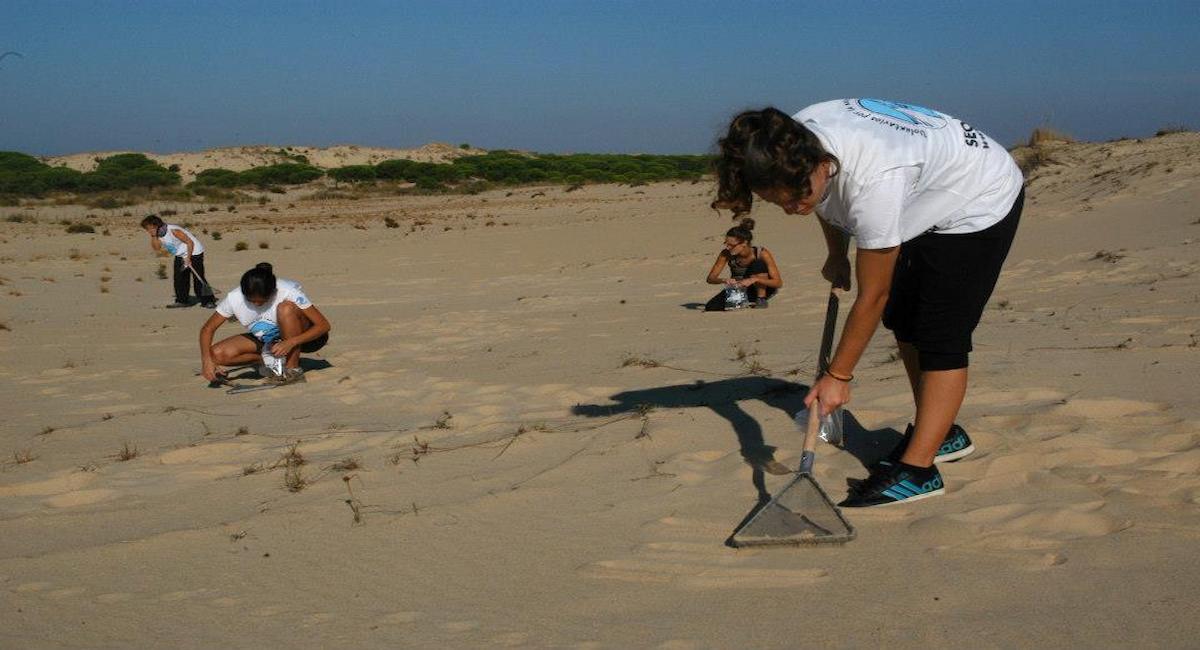 Voluntariado para recogida de plomo en el cerro de los Ánsares, Doñana, donde permanece décadas después de la prohibición de la caza. | Foto: SEO/BirdLife