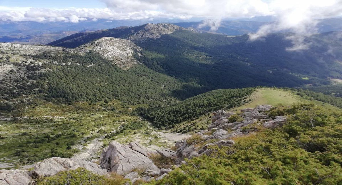 El proyecto exige la tala de árboles tanto bajo el trazado de la telecabina a lo largo del bosque de la Mosquera (1.200 metros de largo por 15 de ancho) así como para la apertura de la nueva red de pistas de más de 2,5 kilómetros para la construcción de la telecabina. | Foto: SOS Ribagorza