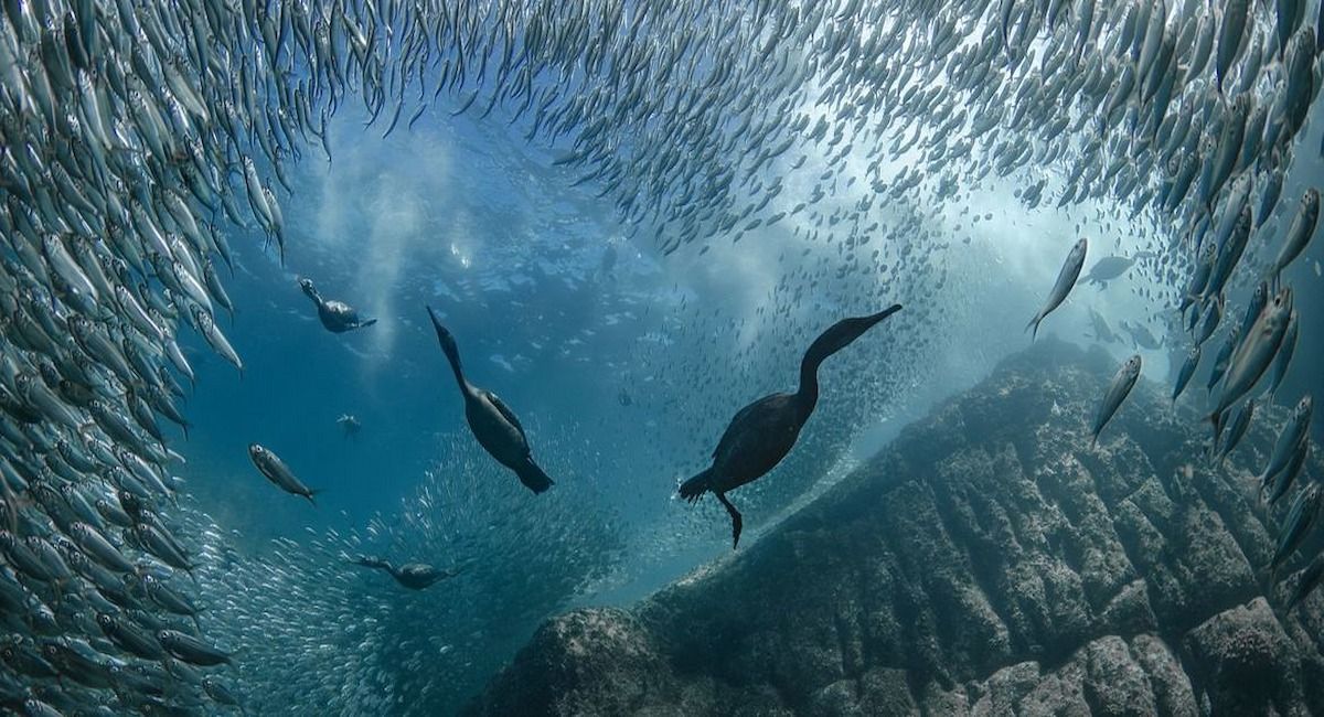 Organizado conjuntamente por Francia y Costa Rica, el UNOC3 reunió en Niza, en la costa mediterránea de Francia, a 15.000 participantes, entre ellos más de 60 Jefes de Estado y de Gobierno. | Foto:  Taryn Schulz