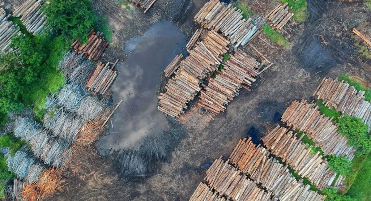 El Gobierno español tiene la obligación de aprobar una ley estatal que adapte al régimen jurídico estatal determinados aspectos del EUDR para su correcta aplicación.  | Foto: Ecologistas en Acción
