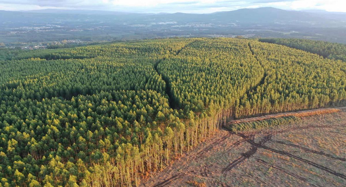Los ecologistas piden que se establezca, en el seno del Ministerio de Transición Ecológica y Reto Demográfico, un grupo de trabajo multidisciplinar que aborde los efectos sobre la biodiversidad de la expansión del eucalipto fuera de las plantaciones. | Foto: Ecologistas en Acción
