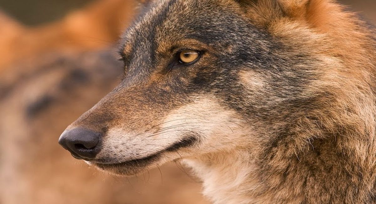 La Audiencia Nacional deberá ahora resolver si elevar o no la cuestión al Tribunal Constitucional, quien tendrá la última palabra sobre la constitucionalidad de las disposiciones que afectan al lobo. | Foto: Carlos M. García / Ecologistas en Acción