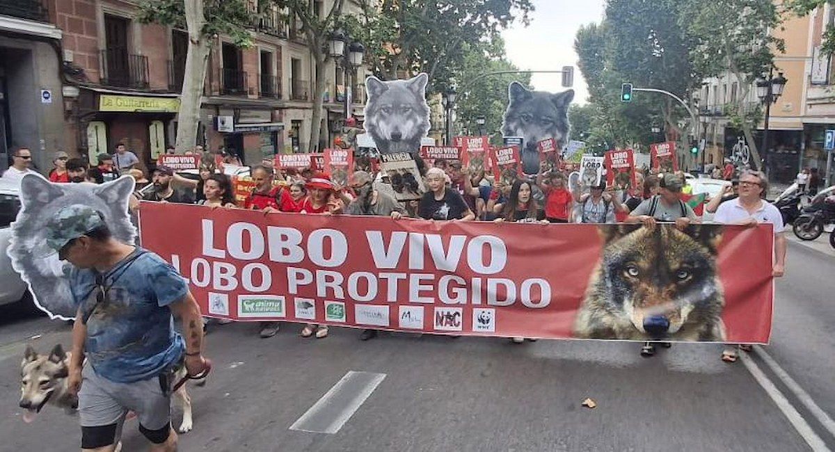 En la manifestación se ha reclamado el fin inmediato de las batidas de lobo, que han sido paralizadas por los tribunales en Galicia. | Foto: Ecologistas en Acción