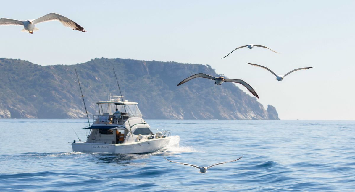 Embarcación de pesca recreativa con varias aves marinas asociadas. | Foto: Pep Arcos-SEO/BirdLife