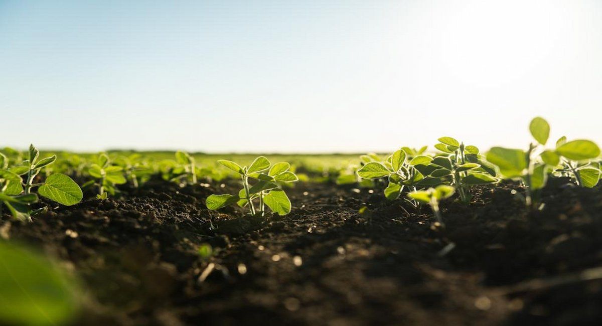 La biomasa es nuestro alimento y forraje. Puede transformarse en materiales y energía, pero extraerla para los productos de los que dependemos tiene consecuencias ambientales. | Foto: Volodymyr - stock.adobe.com 2025