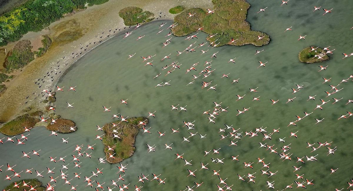 La Unesco ha mostrado su preocupación por la disminución de las poblaciones de aves acuáticas invernantes, por lo que subraya "la urgente necesidad de medidas de conservación aceleradas y coordinadas". | Foto: Diego López/WWF