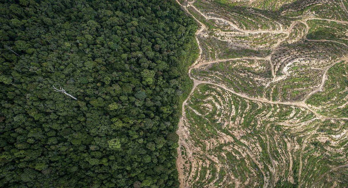 Plantación de palma. Deforestación en Sabah, Borneo, Malasia. | Foto: WWF USA