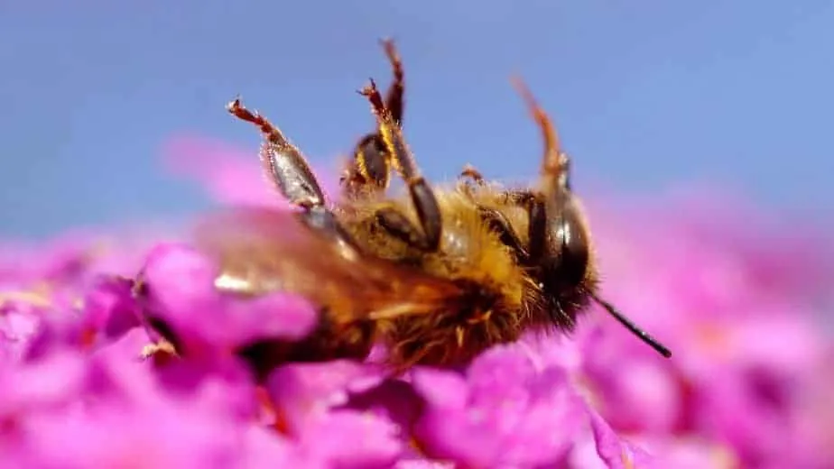 El colapso social. Abeja