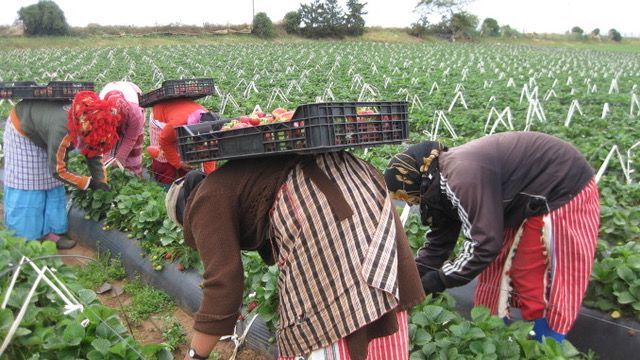 Trabajadoras de la fresa en la localidad onubense de Almonte. Datos