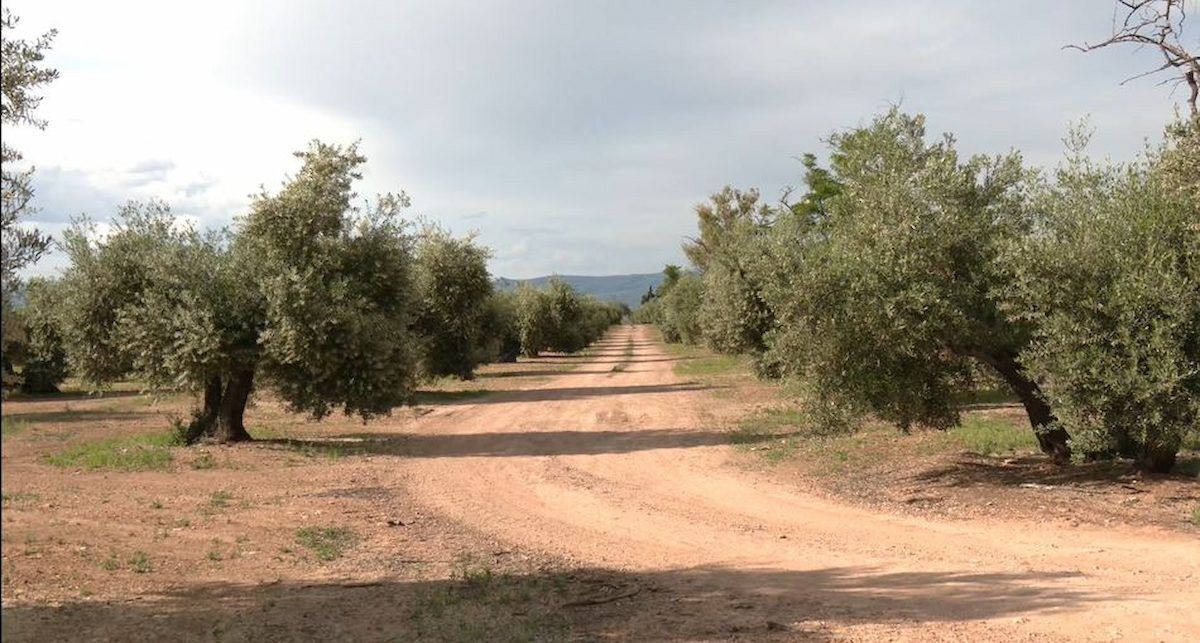 Esta causa va a comenzar con los proyectos de la comarca de la Campiña Norte de Jaén, donde se están arrancando miles de olivos tradicionales para sustituirlos por placas de hierro y cristal. | Foto: SOS Rural