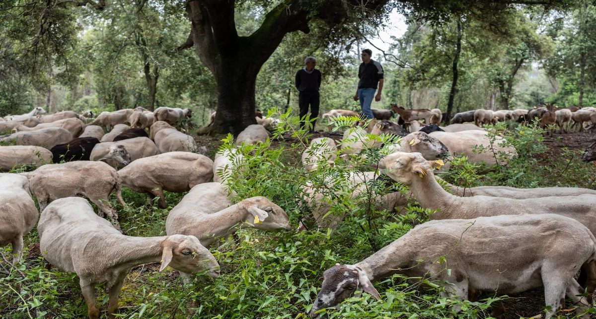 El pastoreo con cabras y ovejas actuaría como un cortafuegos natural en el modelo de transformación que plantea la organización ecologista. | Foto: Greenpeace