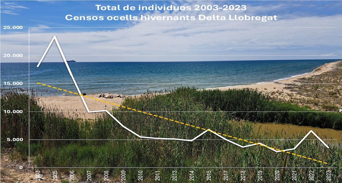 Abundancia de individuos invernantes en el conjunto de espacios del Delta del Llobregat donde se desarrollan los censos de aves acuáticas invernantes, impulsado y coordinado por Wetlands International.