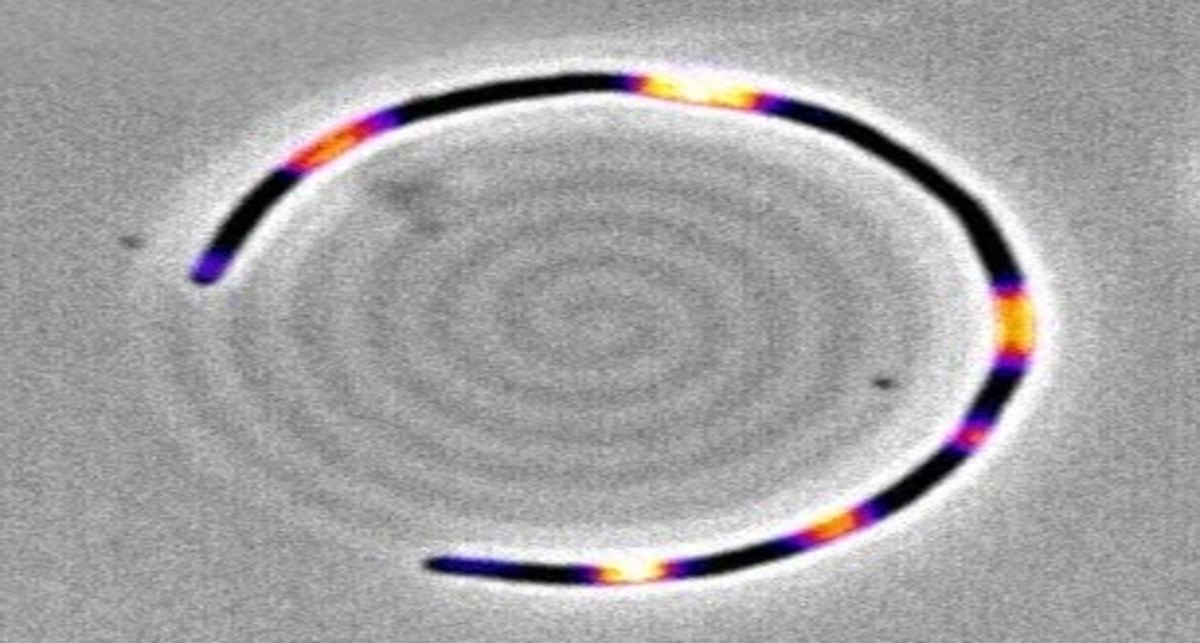 Bacteria de E. coli en un substrato con forma de espiral. El (falso) color indica la presencia de la proteína MinD. | Foto: M. Nadal, I. Lopez-Grobas, y J. Buceta.
