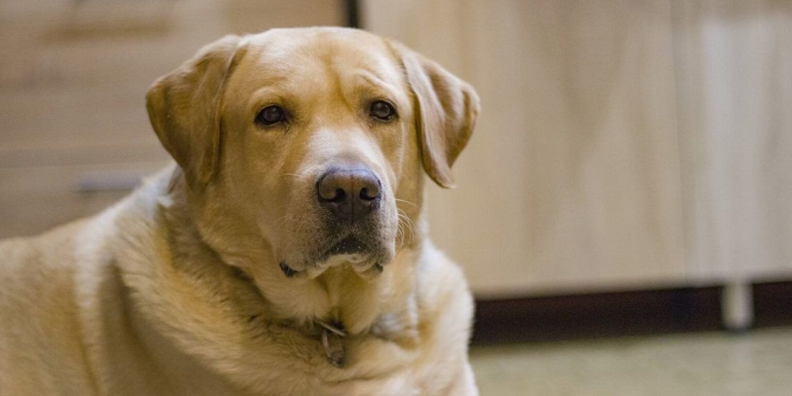 perro