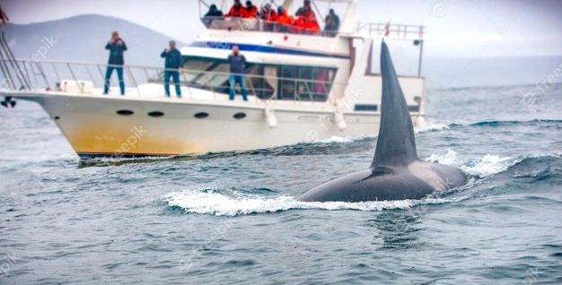 Orcas en la costa de Cádiz