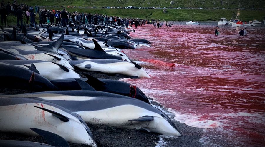 Matanza Delfines