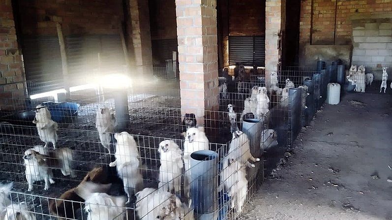 Criadero de perros