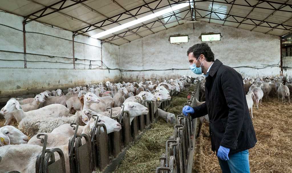 Pablo Casado, líder del PP, durante una visita a una explotación ganadera.