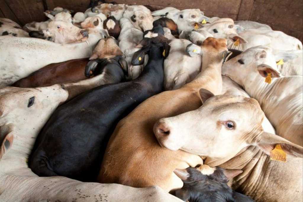 Garzón denuncia la mala calidad de la carne de macrogranja.