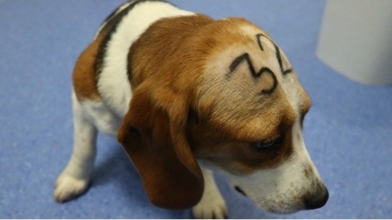 Beagle