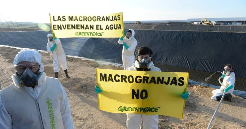 GREENPEACE ATACA, “LA GANADERÍA INDUSTRIAL ESTÁ DEVORANDO EL PLANETA”