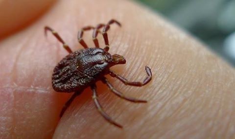 Lo complicado de vivir con Lyme