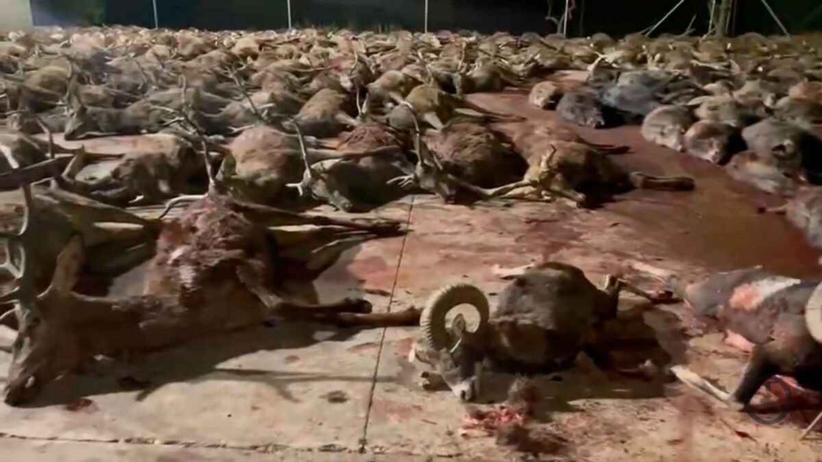 Ecologistas-y-animalistas-denuncia-una-montería-en-Córdoba-con-más-de-400-animales-muertos-en-un-sólo-día