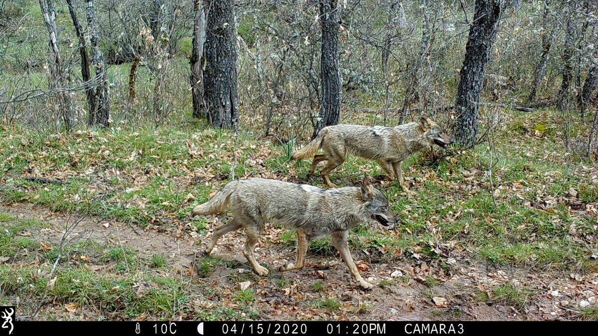 LOBOS-CON-PELAJE-DE-INVIERNO-EN-LA-ZONA-DE-ESTUDIO.jpg