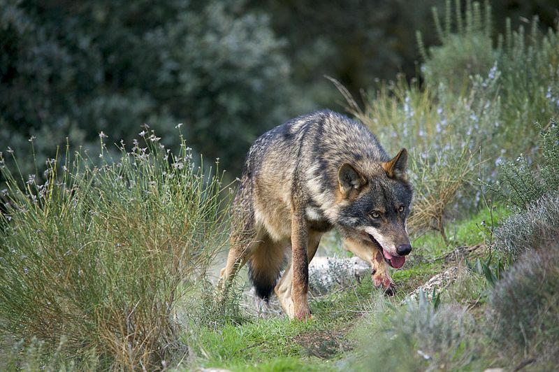 Iberian_Wolf_AdF_001