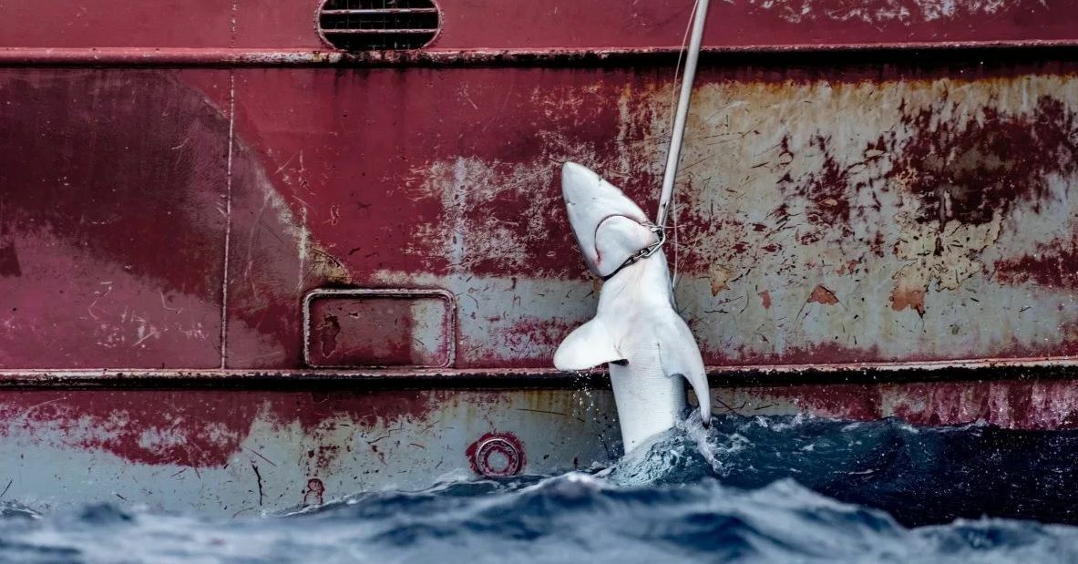 tiburones
