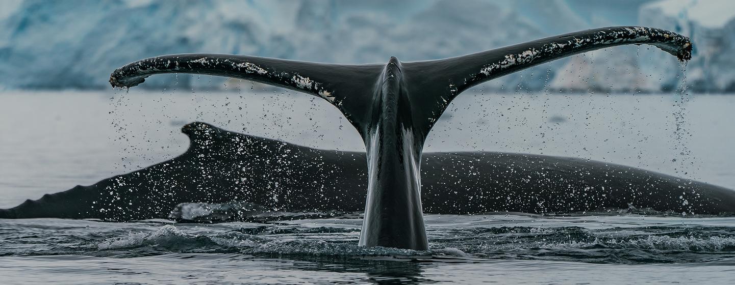 ballenas