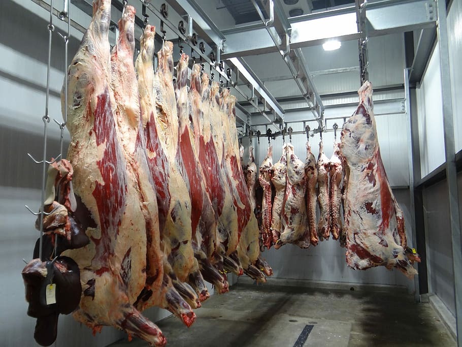 beef-cow-slaughterhouse-slaughter-house