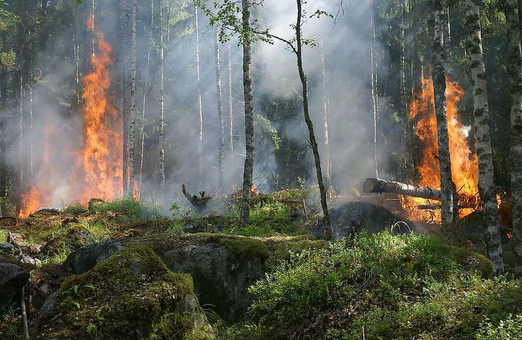 forest-fire-fire-smoke-conservation