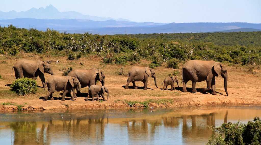 elephant-herd-of-elephants-african-bush-elephant-africa-59989