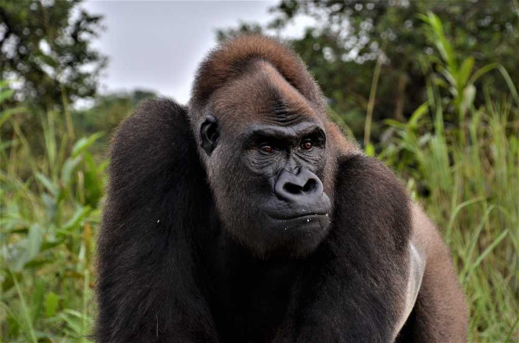 Gorila occidental en Congo (crédito F_Turmo-IJG)