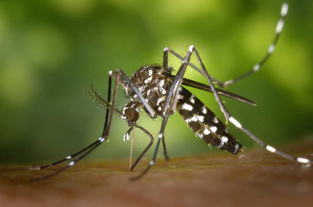CDC-Gathany-Aedes-albopictus-1 (2)