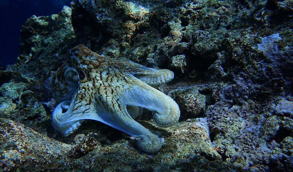 octopus-1523627968VkR