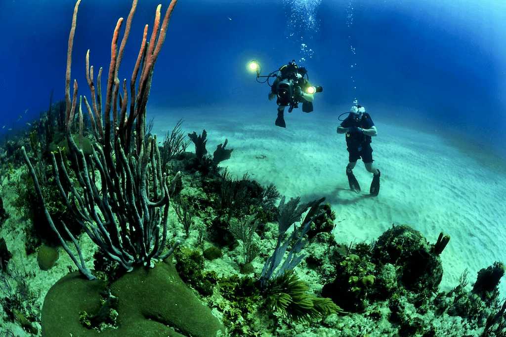 divers-scuba-reef-underwater-37542