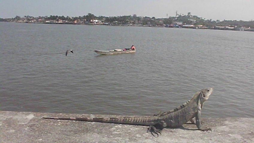 Iguana en río Coaztacoalcos copia