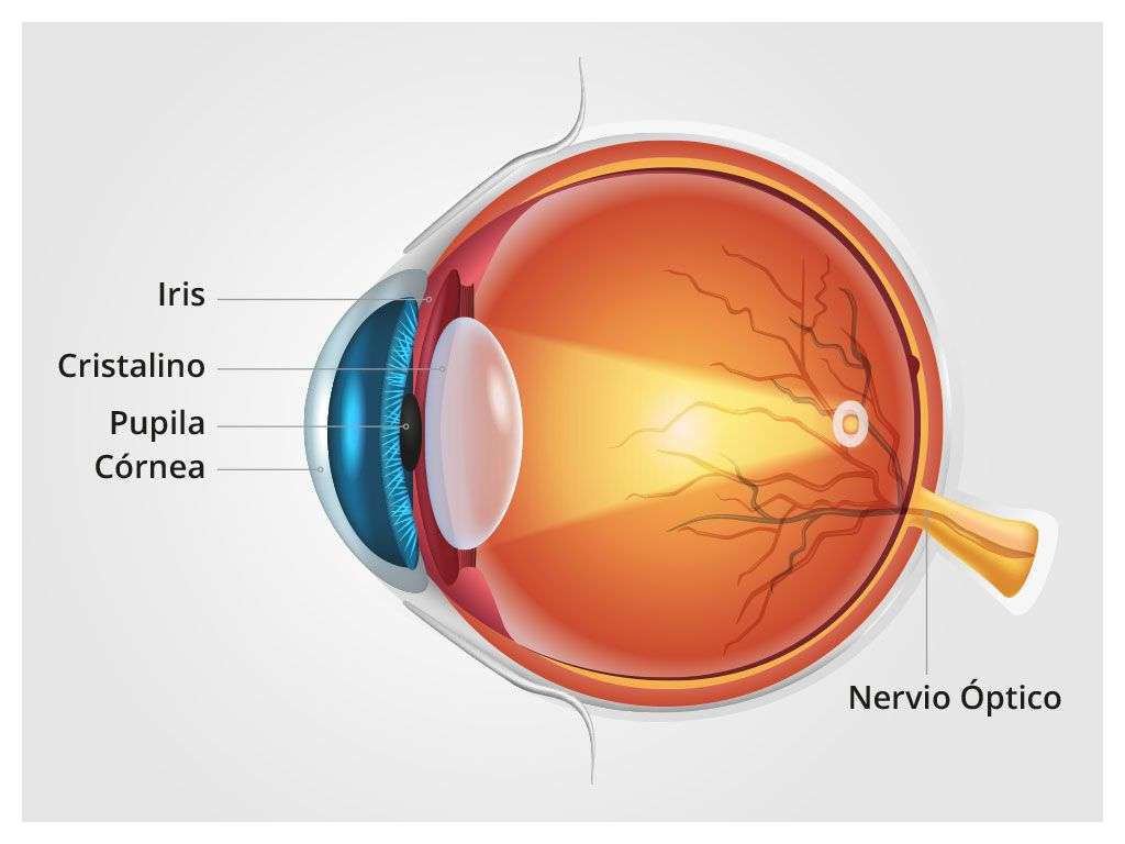 cornea