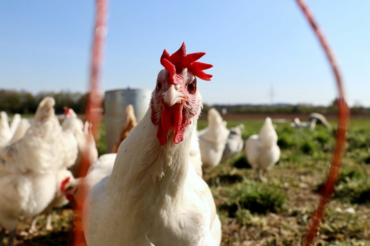 Pollo Audiencia Nacional