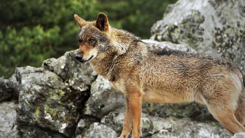 foto-lobo