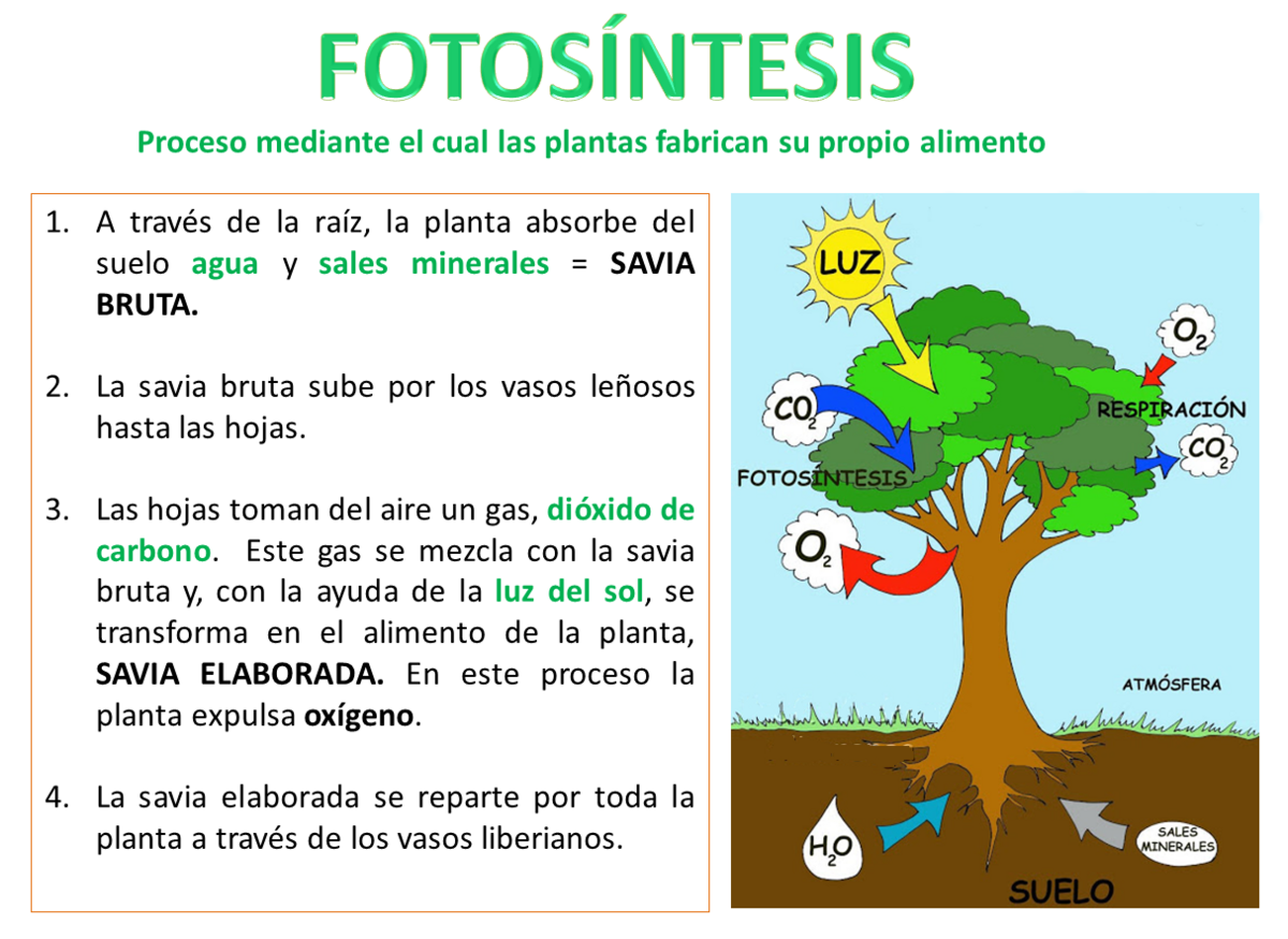 Fotosíntesis-explicación