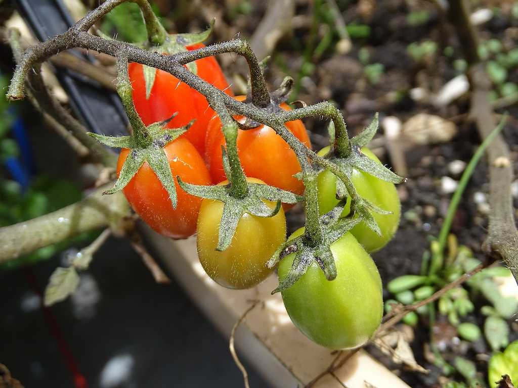 Cultivo_de_Tomates_uvalina