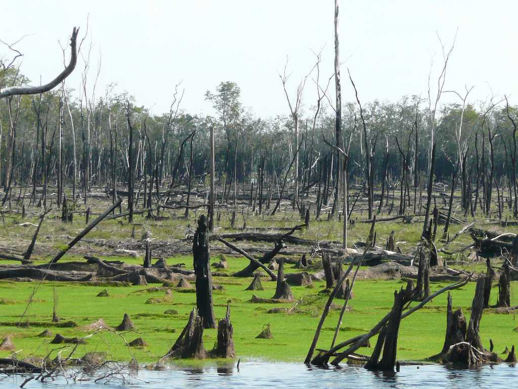 1_Burnt floodplain forest at Barcelos, Amazonas, Brazil