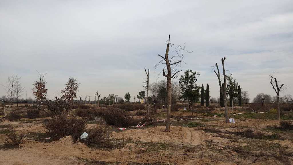 trasplante-de-arboles-en-valdebebas