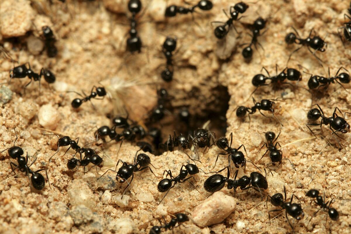 hormigas hormigas