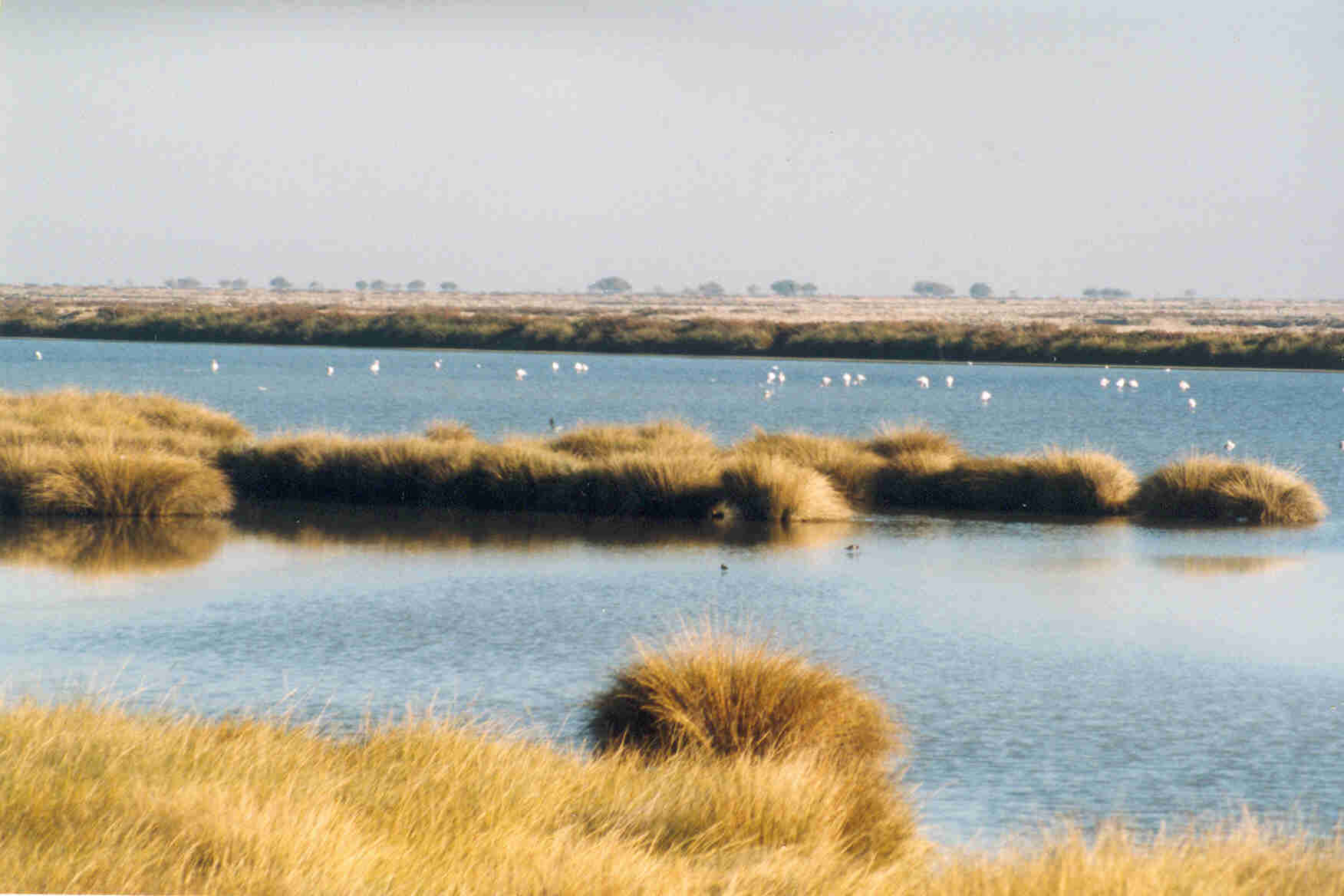 Wetlands_in_Donana