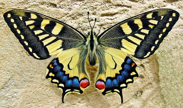 mariposa