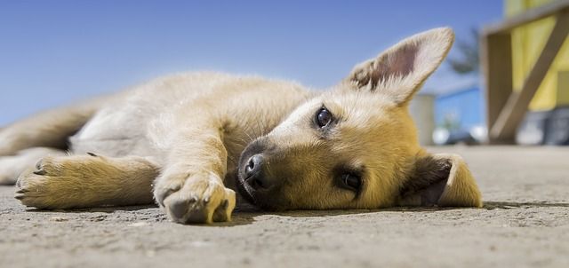 perro animales